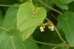 Solena amplexicaulis